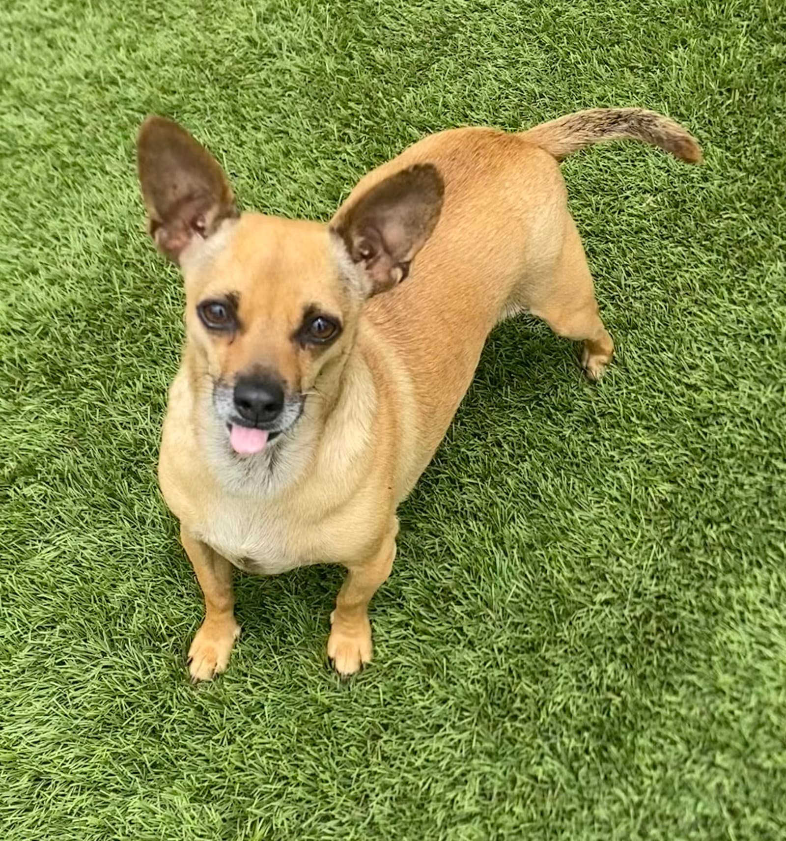Billie - Chihuahua