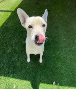 Sugar image 4