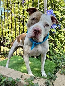 Ziggy image 1