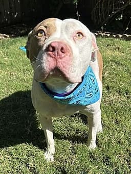 Ziggy image 2