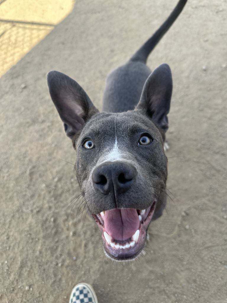 Baloo - American Pit Bull Terrier