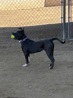 Baloo image 4