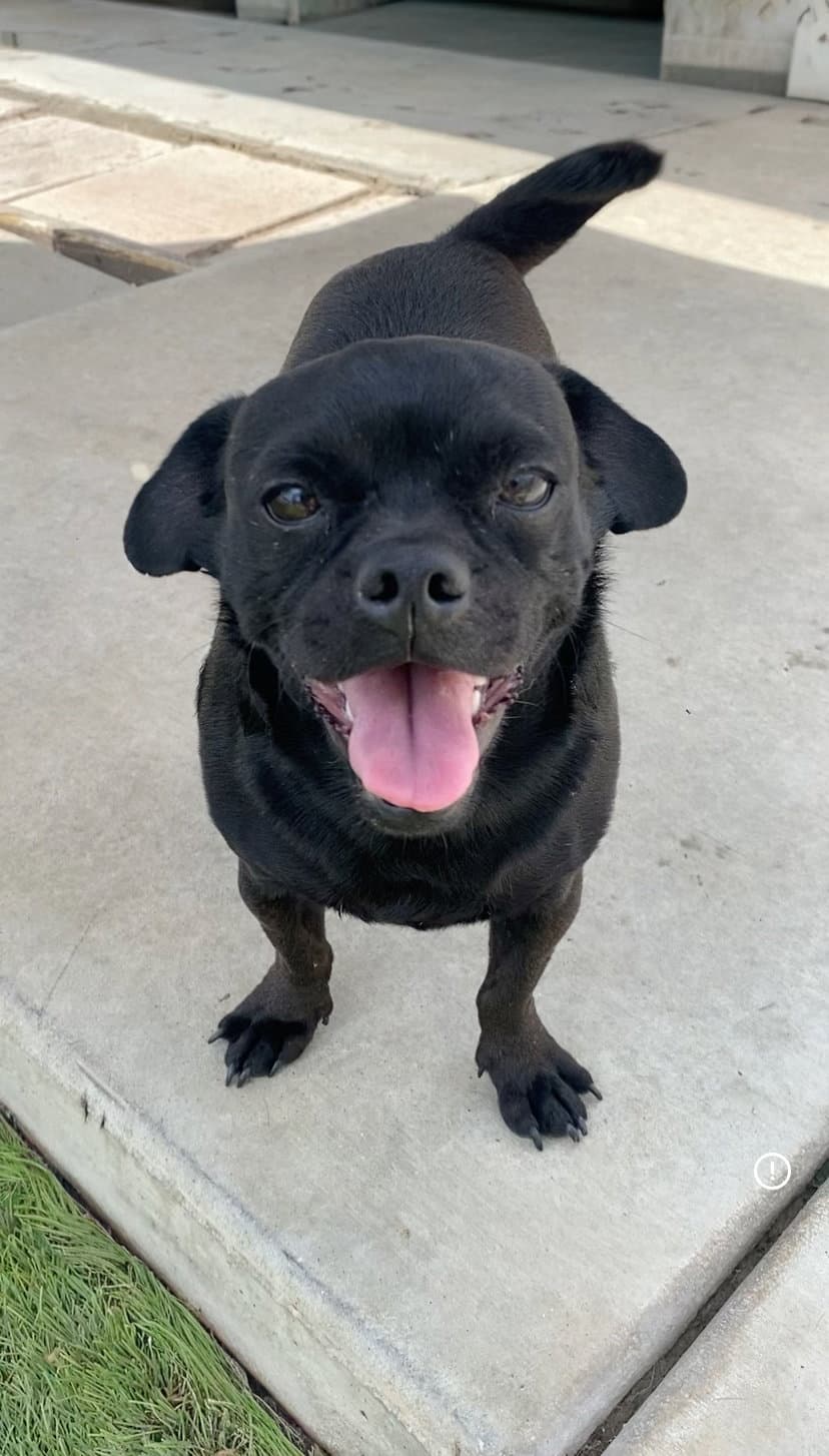 Apollo - Pug