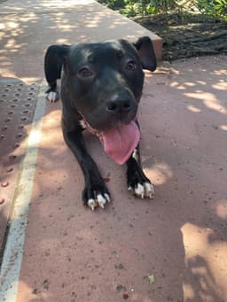 Lucy image 1