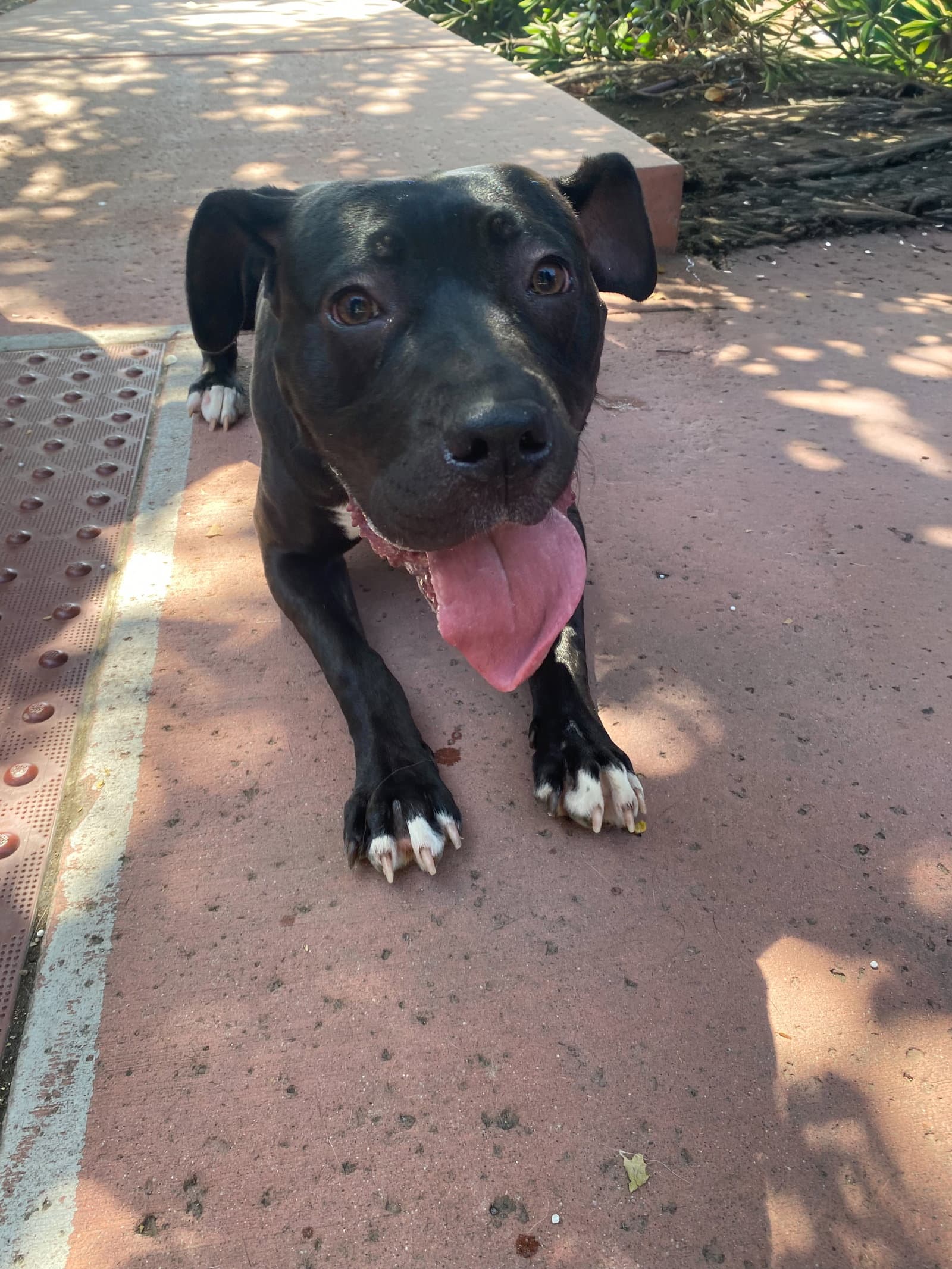 Lucy - Staffordshire Bull Terrier