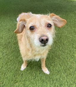 Maude image 1