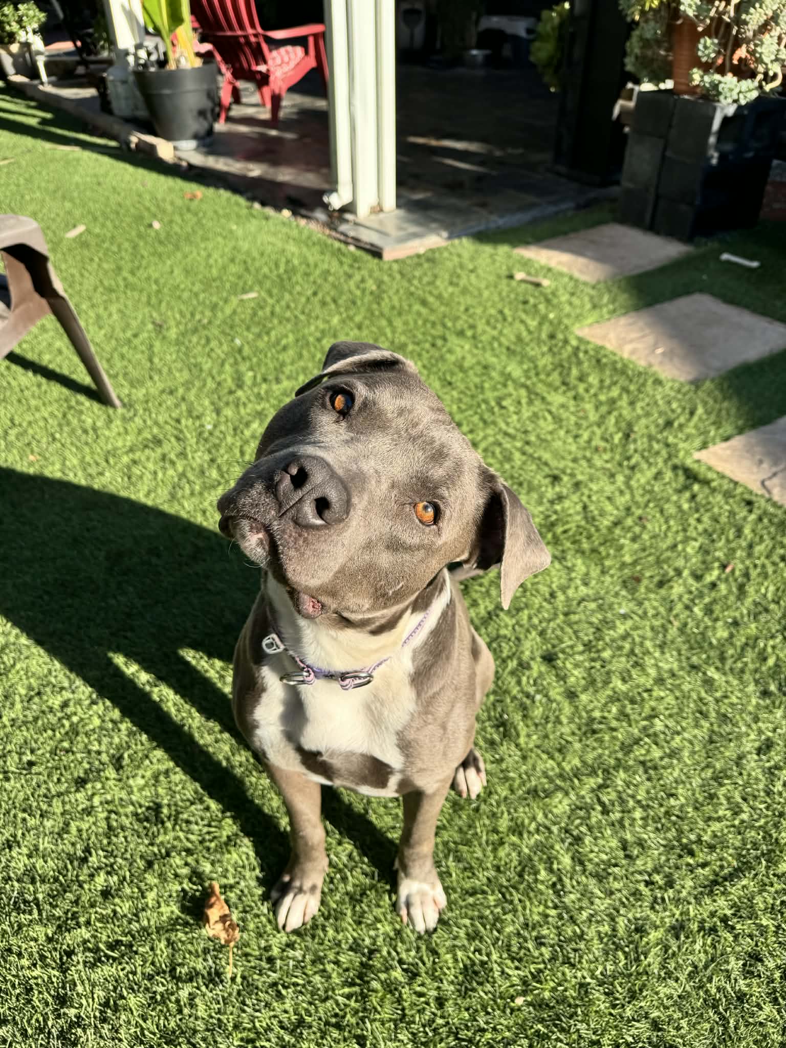Jack Frost - Pit Bull Terrier