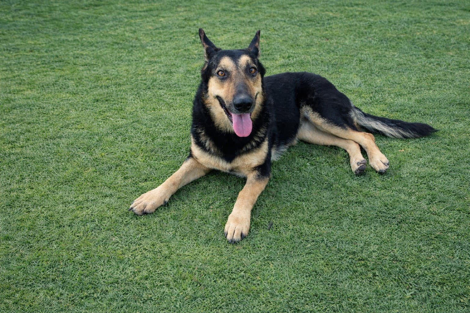 Dakota - Shepherd