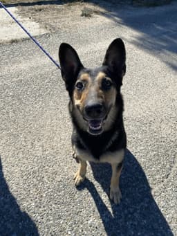 Dakota image 2