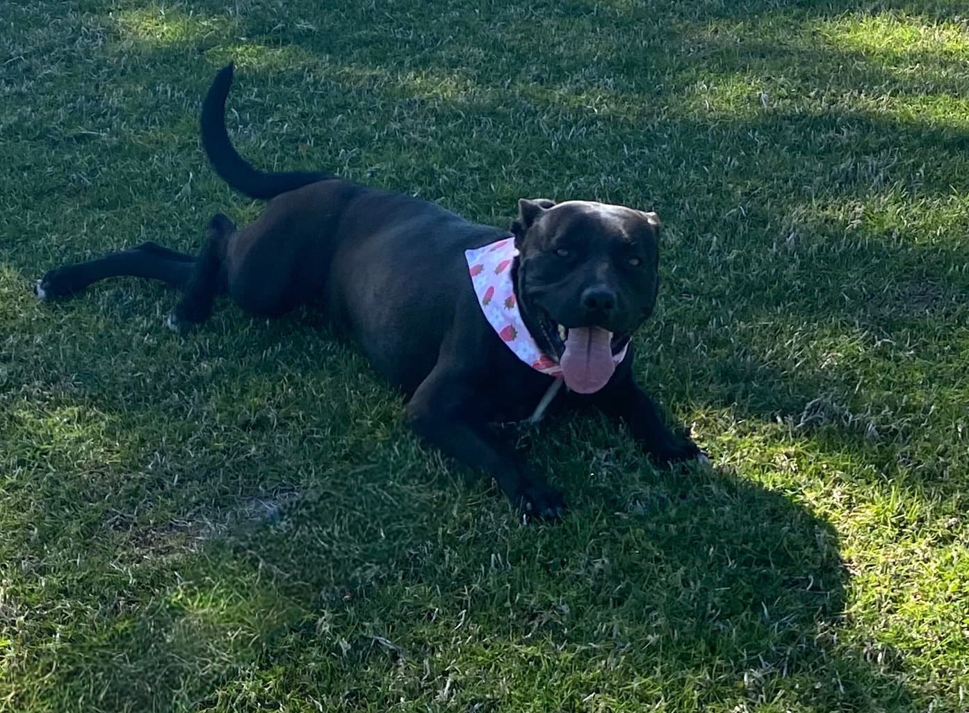 Eloise - Staffordshire Bull Terrier