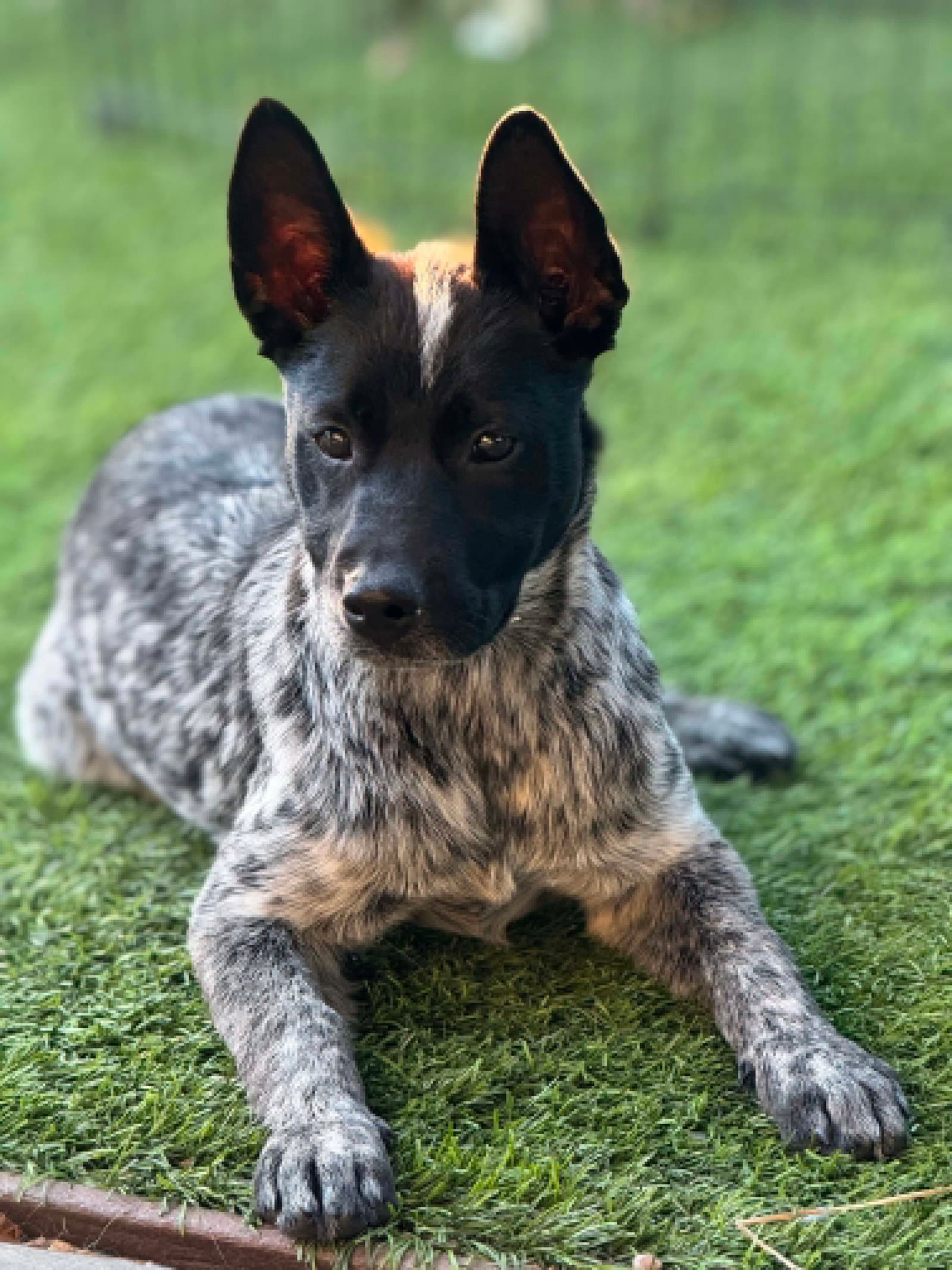 Norma Jean - Australian Shepherd