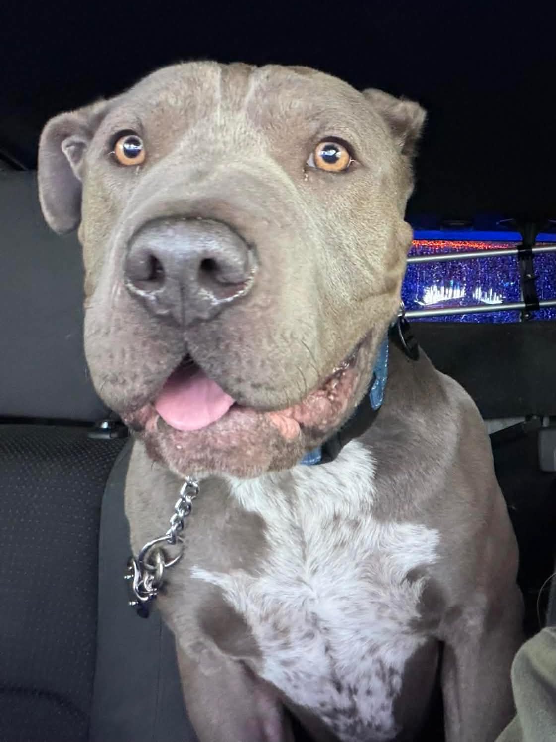 Boris - American Pit Bull Terrier