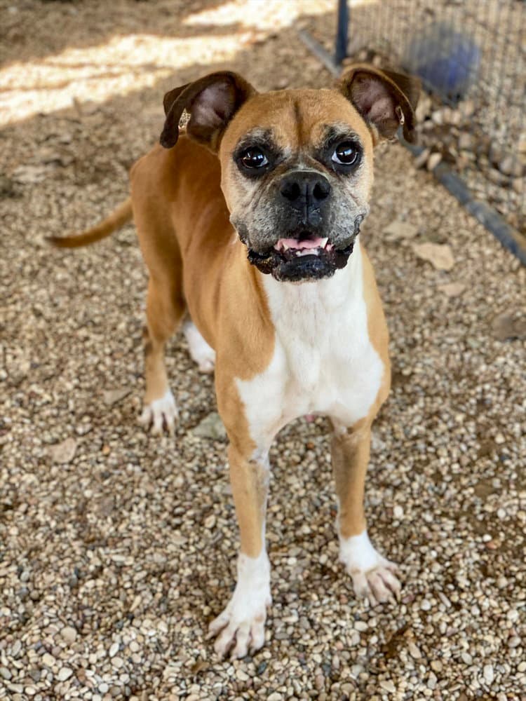 Dolly - Boxer