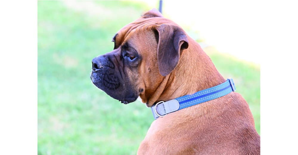 Perrier - Boxer