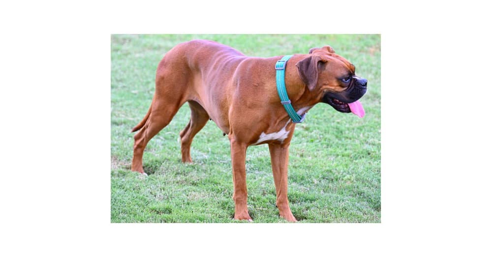 Evian - Boxer