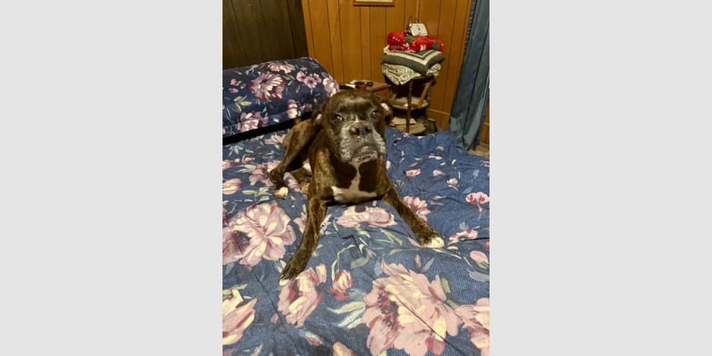 Shadow Ii - Boxer