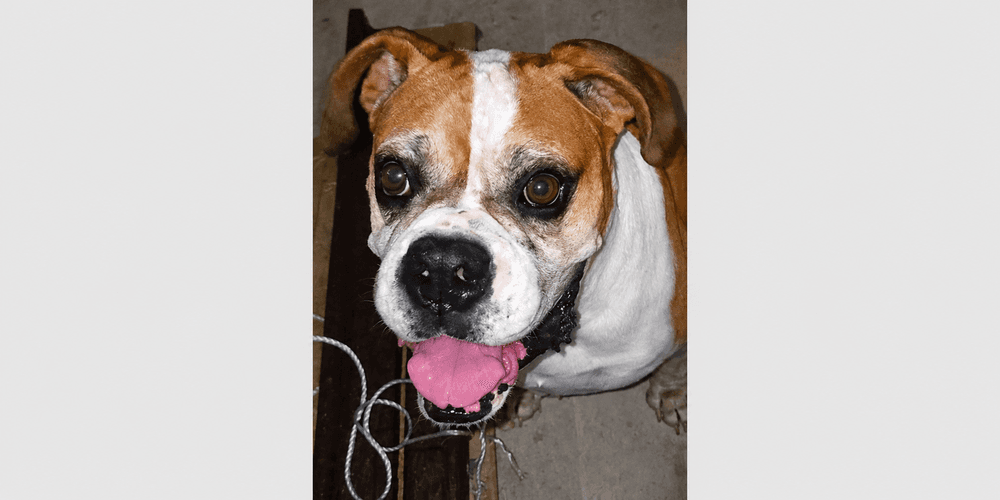 Bo Ii - Boxer