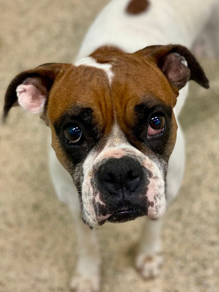 Scarlett Ii - Boxer