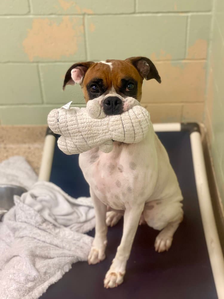 Scarlett Ii - Boxer