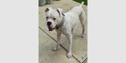 Rufus Iv image 1