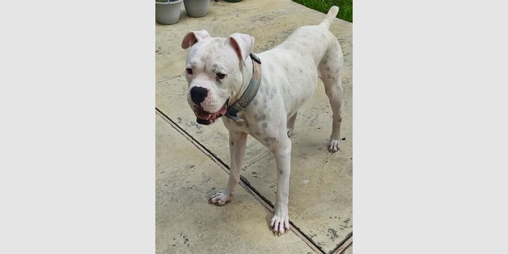 Rufus Iv - Boxer