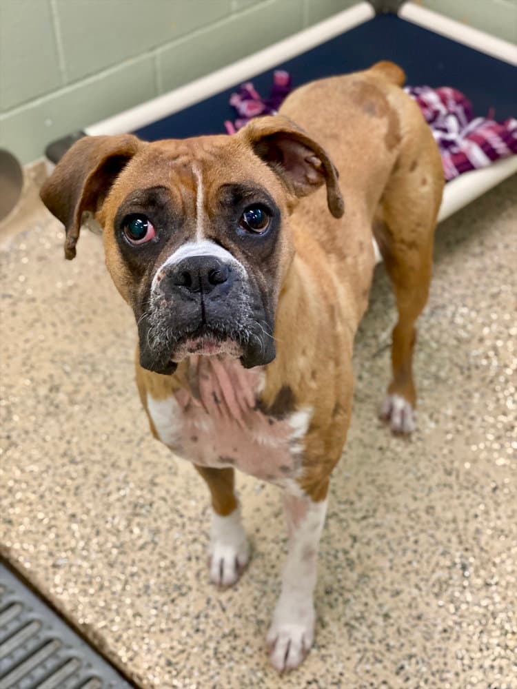 Brillo - Boxer