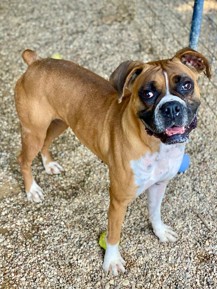 Brillo - Boxer