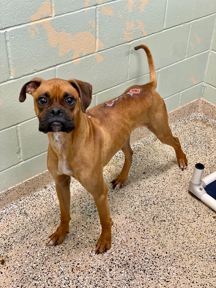 Frazier - Boxer