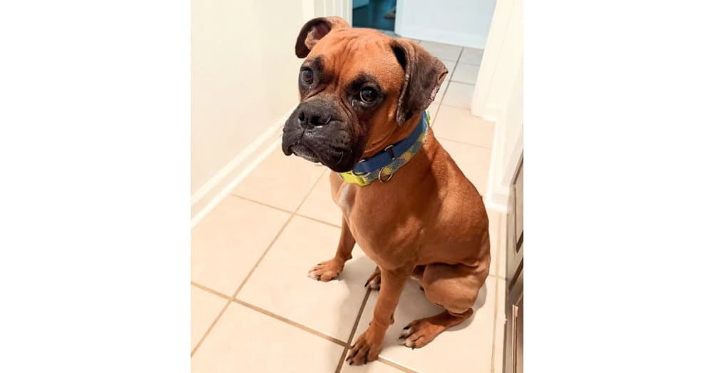 Frazier - Boxer