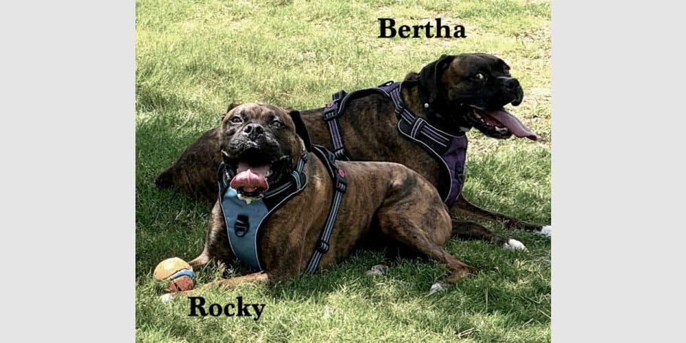 Bertha Ii - Boxer