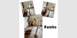 Rambo Ii image 4