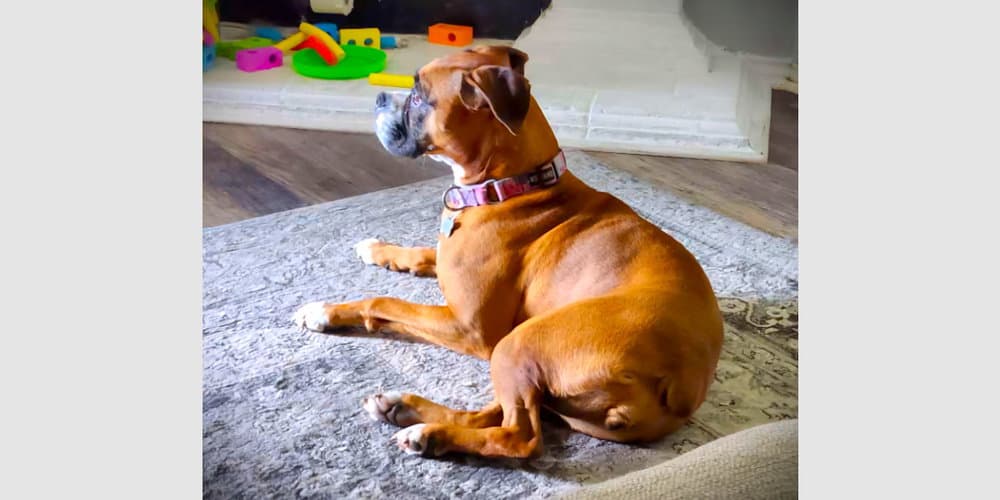 Luna Xii - Boxer