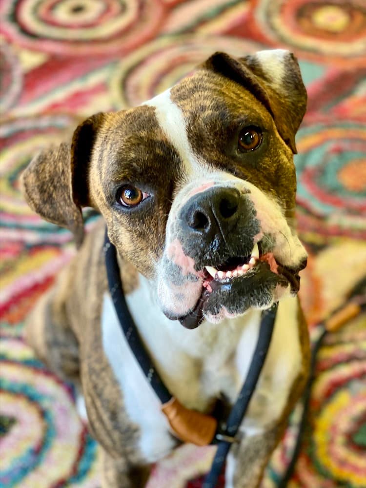 Liberty Pearl - Boxer