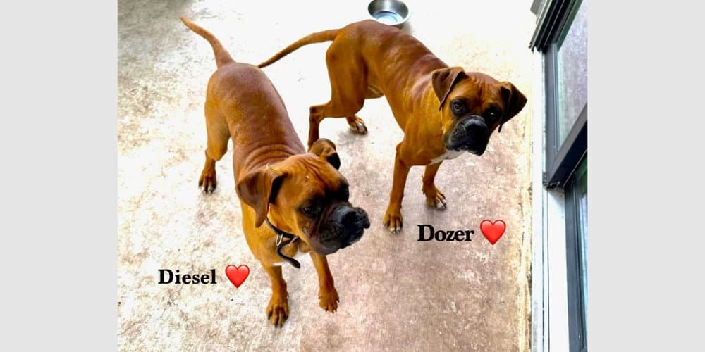 Dozer V - Boxer