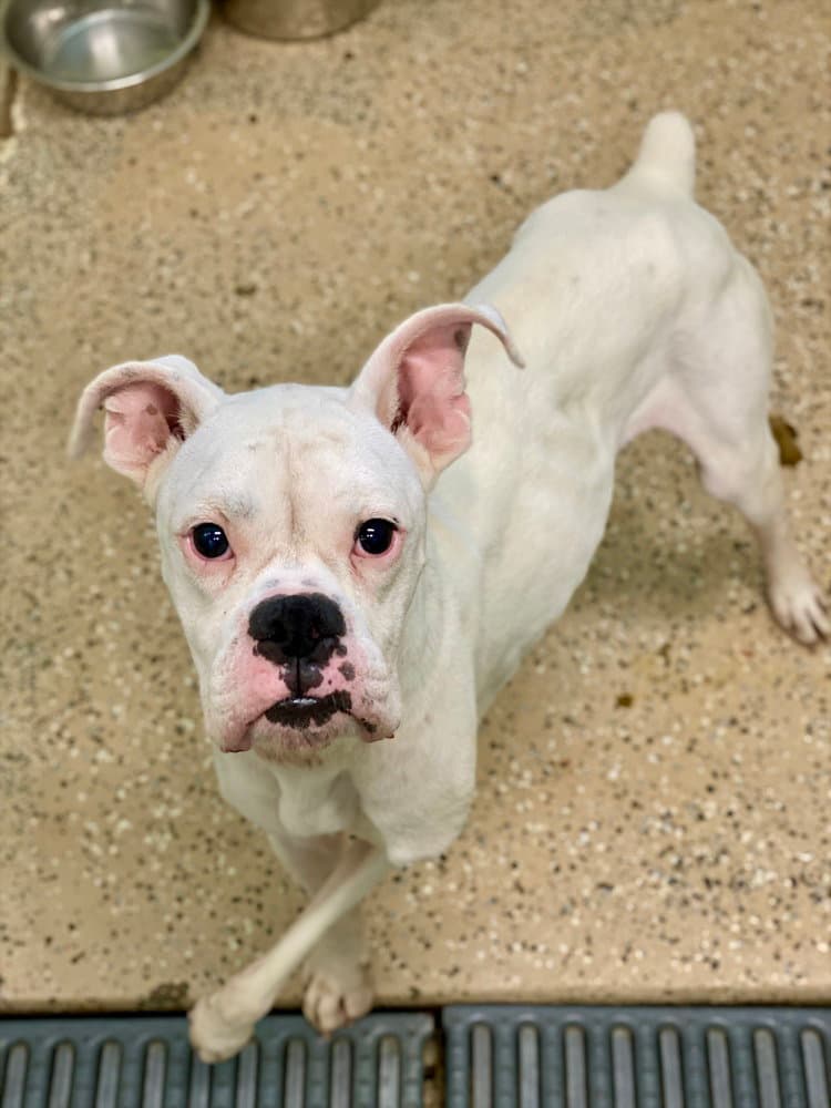 Wobbles - Boxer