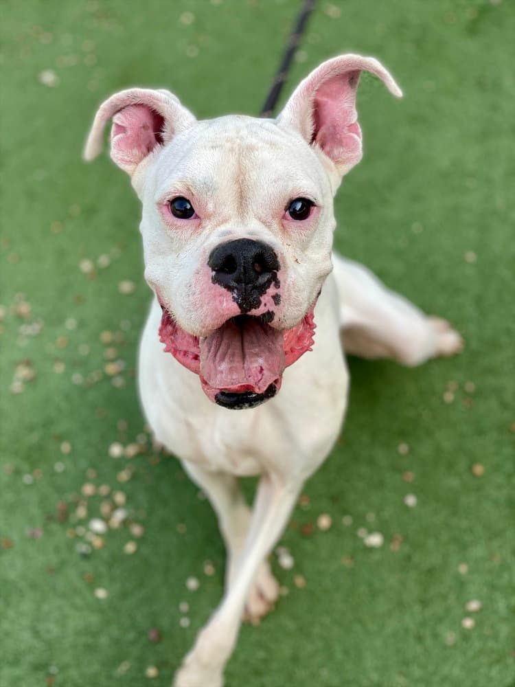 Wobbles - Boxer