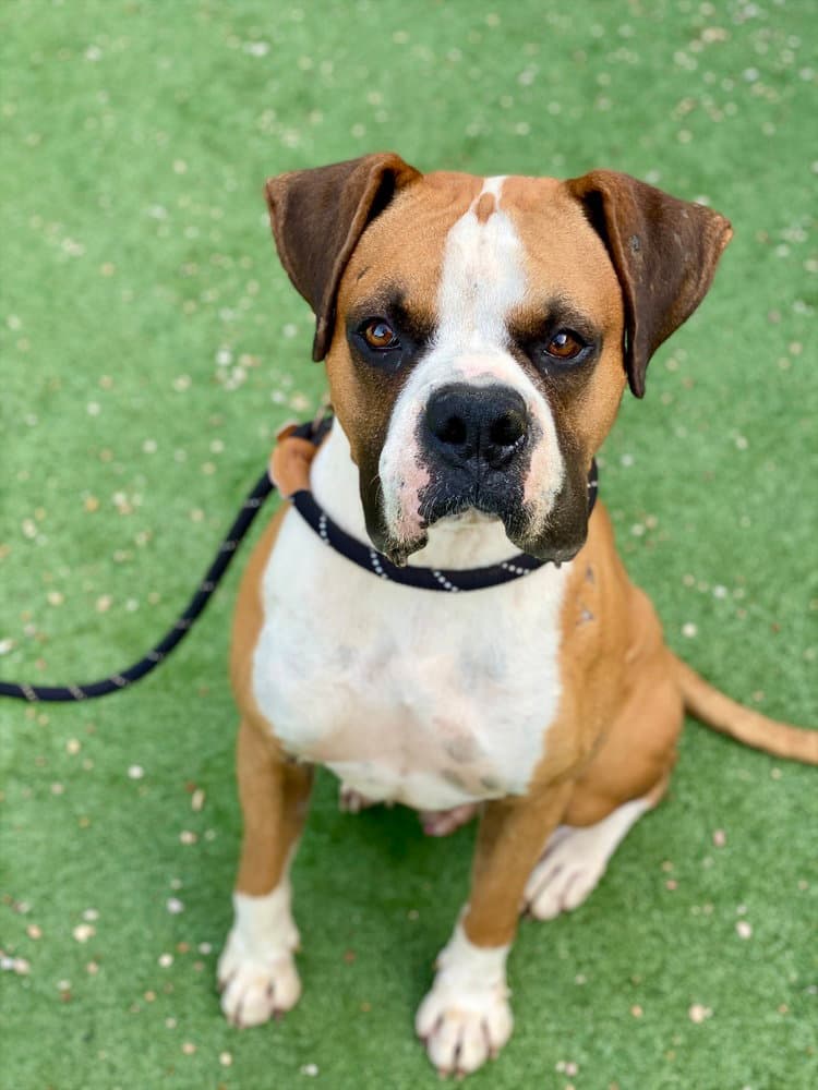 Hito - Boxer