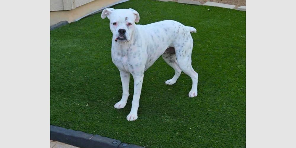 Luna Xiii - Boxer