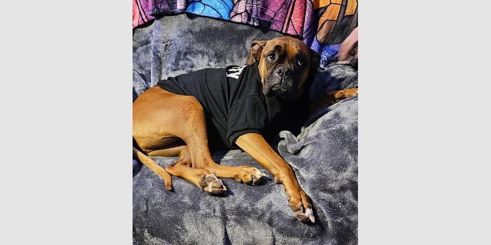 Lucy Ix - Boxer