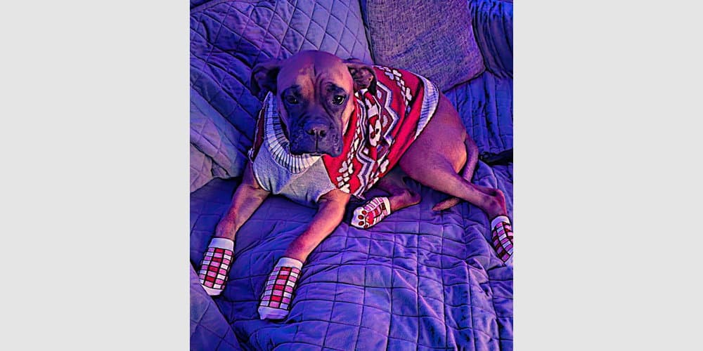 Linus - Boxer
