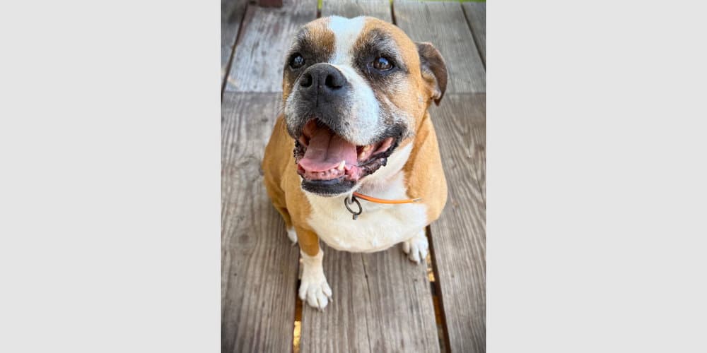Zoey Xii - Boxer