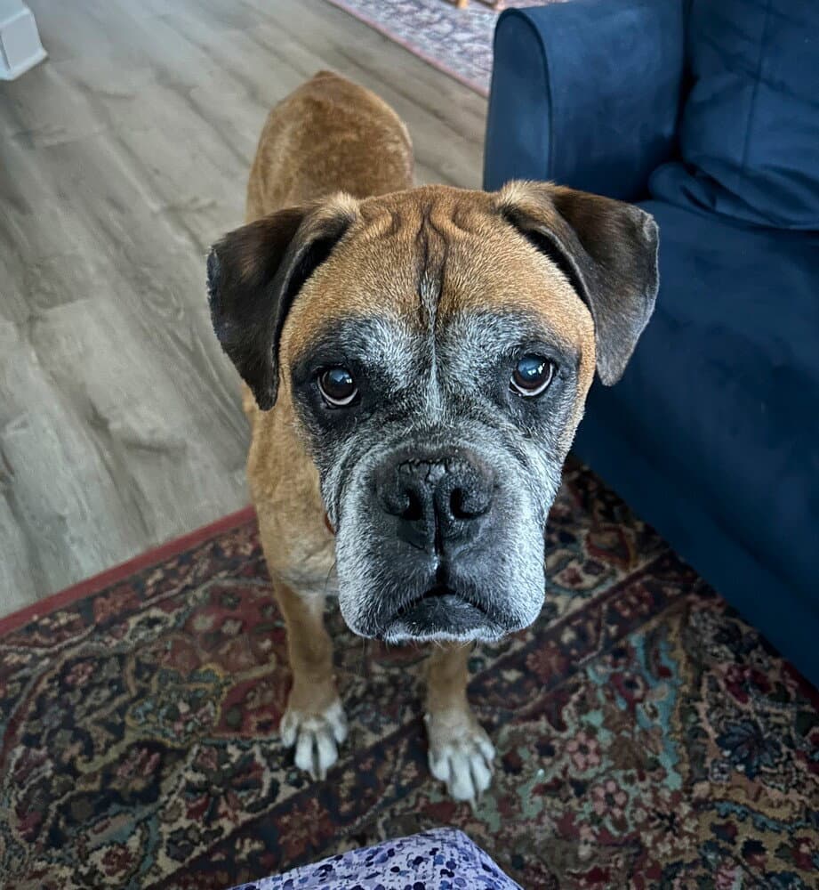 Sarge Iv - Abr Return - Boxer