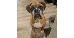 Sarge Iv - Abr Return image 4