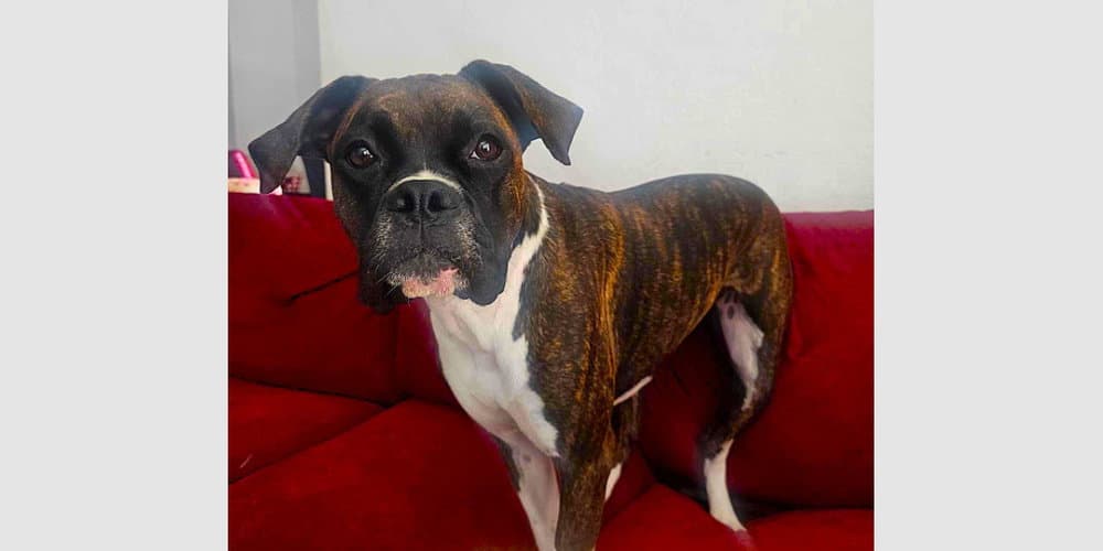 Cholula - Boxer