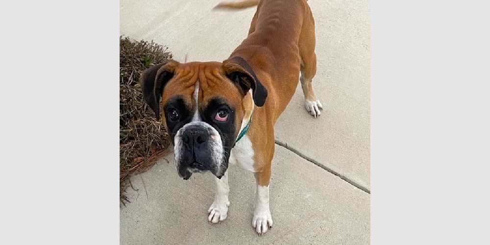 Guss Ii - Boxer