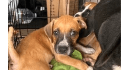 Gretchen - Mg Litter - Boxer