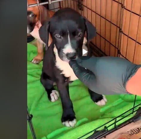 Karen - Mg Litter - Boxer