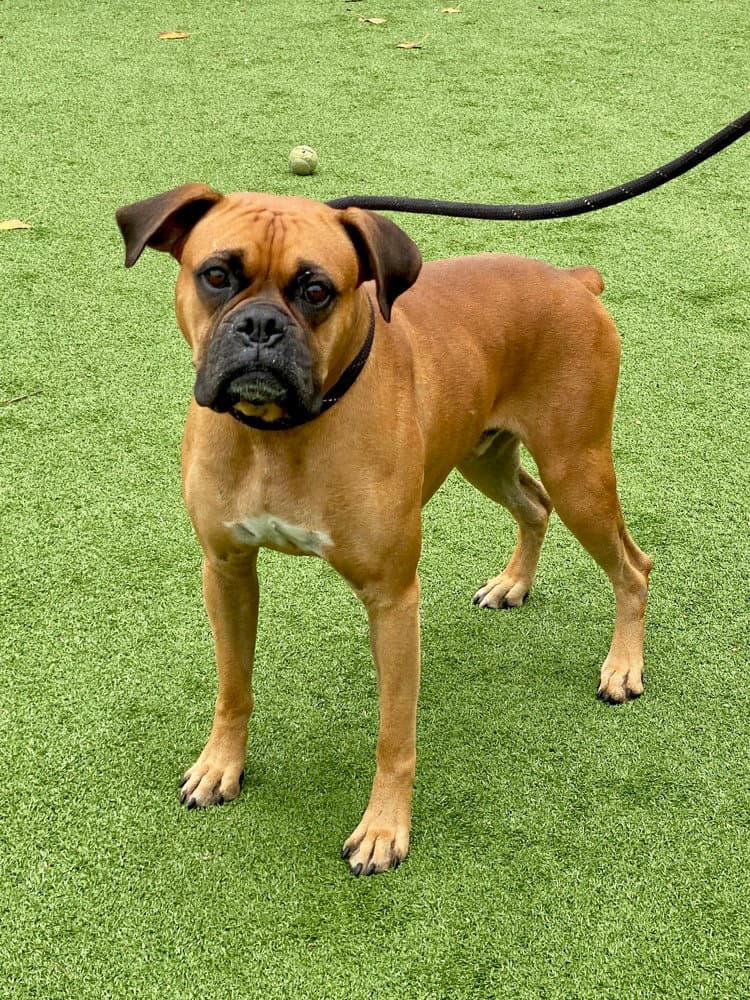 Paz - Boxer