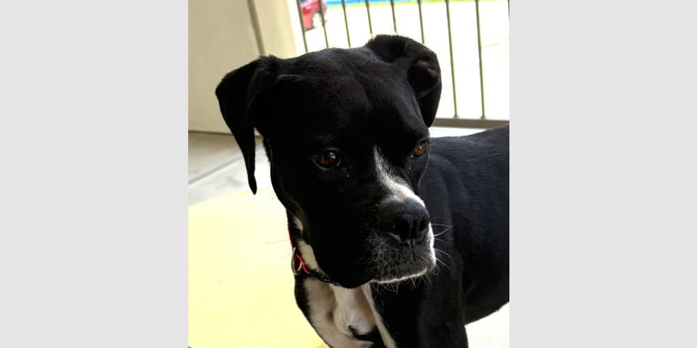 Peanut Iv - Abr Return - Boxer