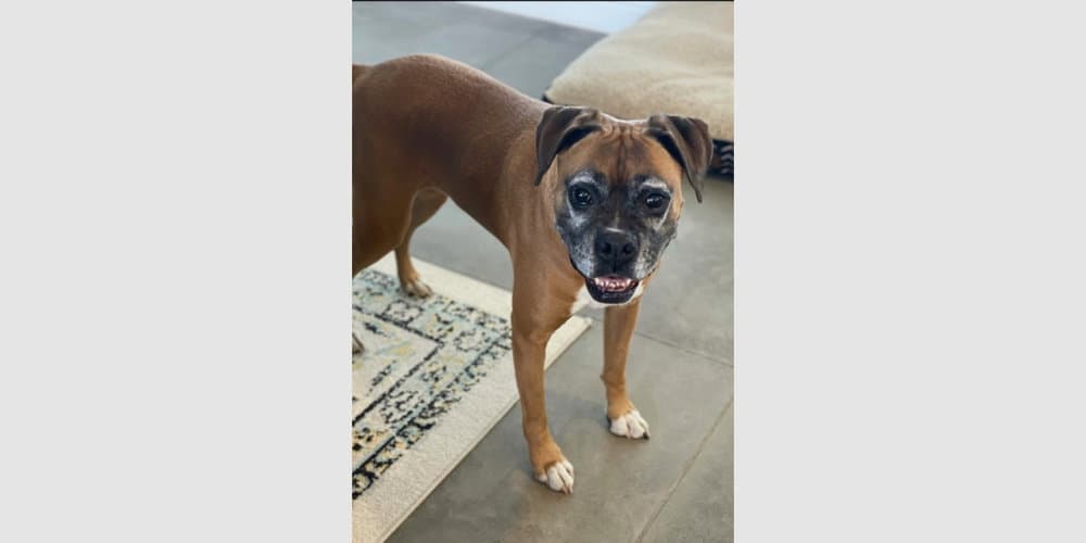 Cali Iii - Silver Heart - Boxer